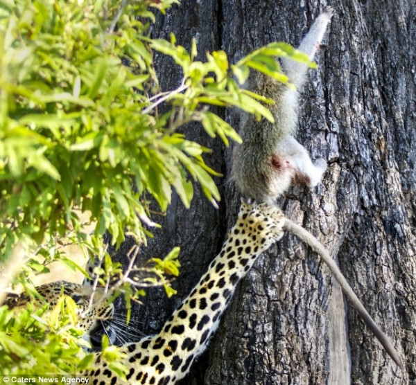 Leoparın intikamı