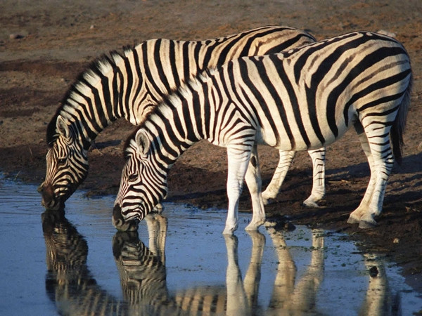 Zebra çizgilerinin sırrı: Sineksavar