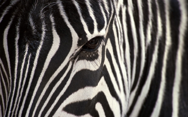 Zebra çizgilerinin sırrı: Sineksavar