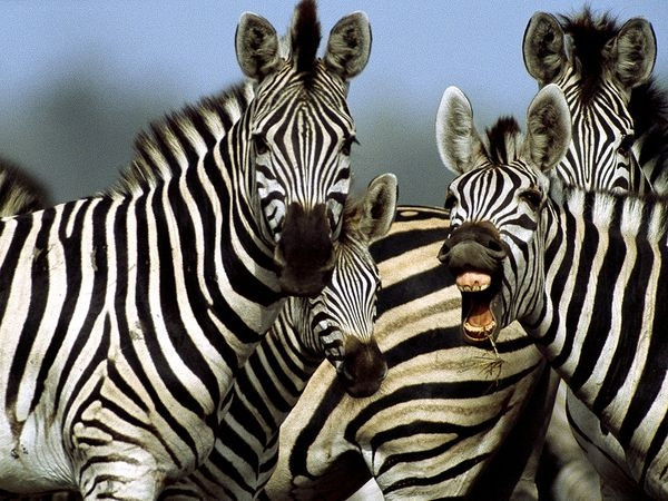 Zebra çizgilerinin sırrı: Sineksavar