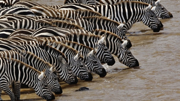 Zebra çizgilerinin sırrı: Sineksavar