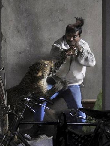 Leopar saldıran talihsiz adamın kafa derisi böyle uçtu