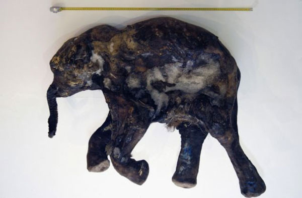42 bin yaşındaki mamut fosili