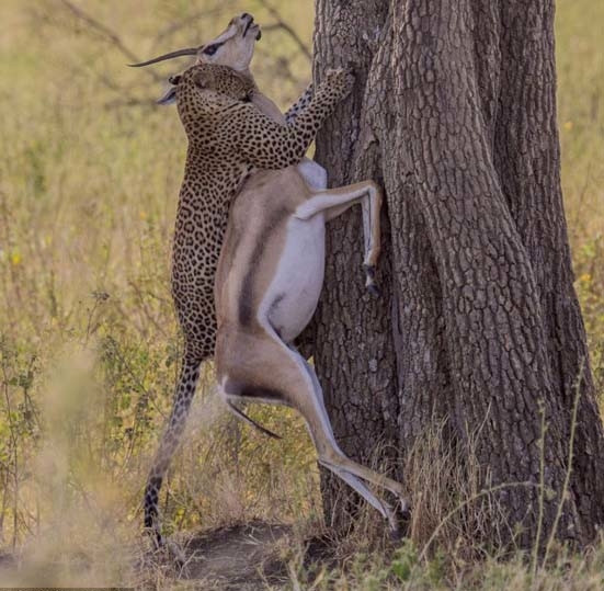 Leoparın acımasız av oyunu