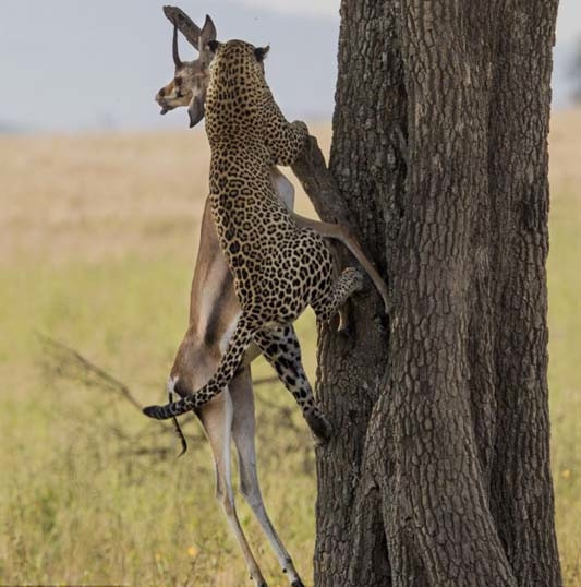 Leoparın acımasız av oyunu