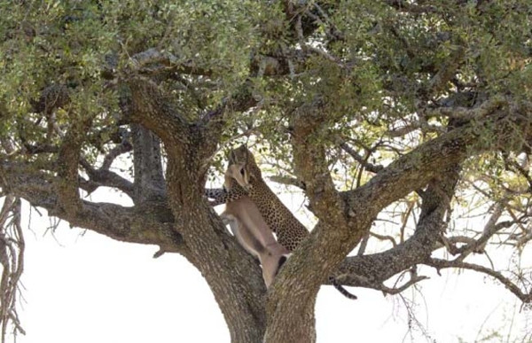 Leoparın acımasız av oyunu