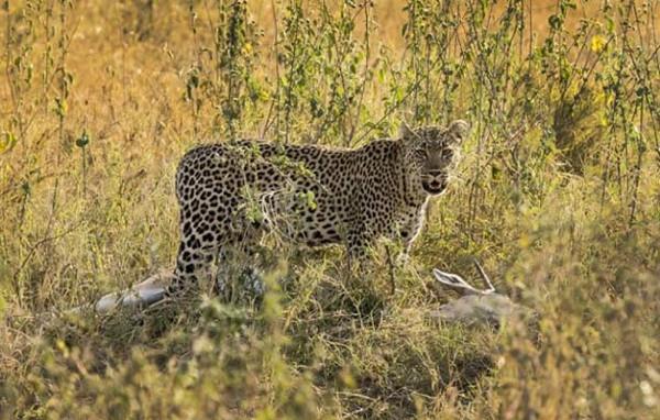 Leoparın acımasız av oyunu