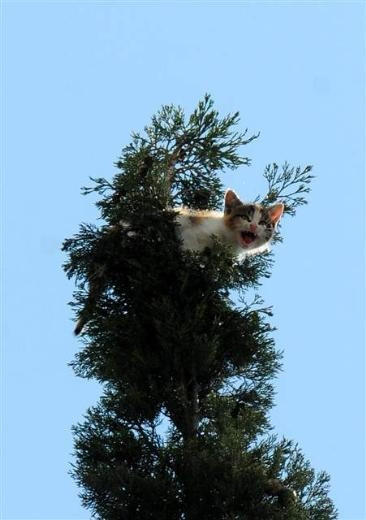 Adana'da kedi kurtarma operasyonu