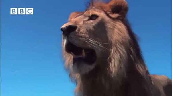 3 Aslan sırtlanı duman etti