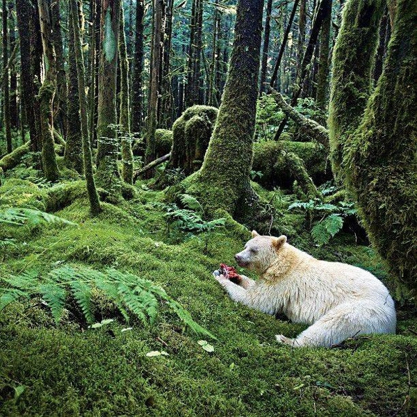 National Geographic Instagram'da