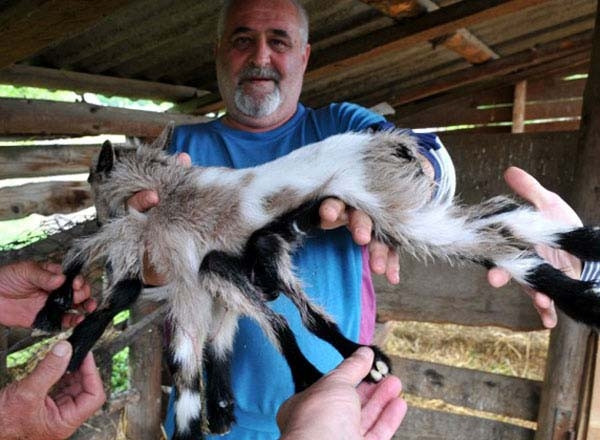 8 bacaklı keçi görenleri şaşırtıyor