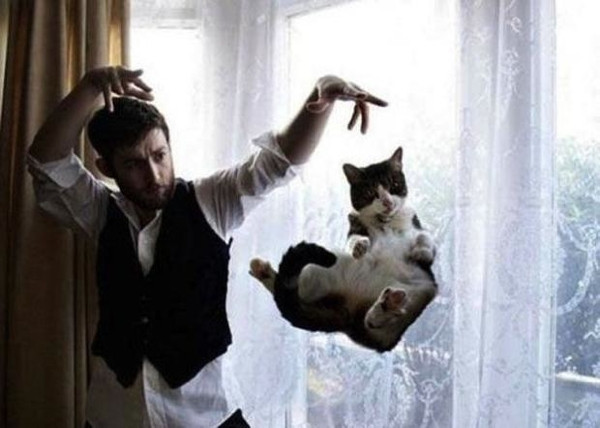 Tüm zamanların en iyi kedi fotoğrafları