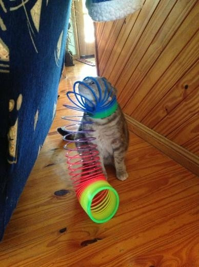 Tüm zamanların en iyi kedi fotoğrafları