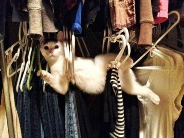 Tüm zamanların en iyi kedi fotoğrafları