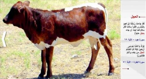 Kur'an'da adı geçen hayvanlar