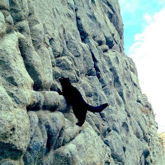 Dağcı kedi görenleri hayrete düşürüyor!