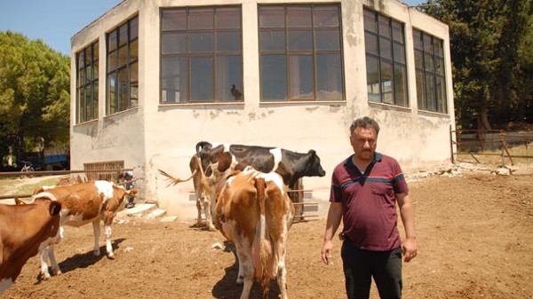 Lüks otel ineklere barınak oldu!