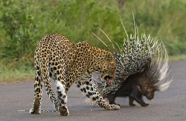 Aç leopar kirpiye diş geçiremedi