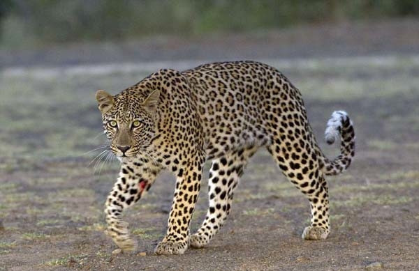 Aç leopar kirpiye diş geçiremedi