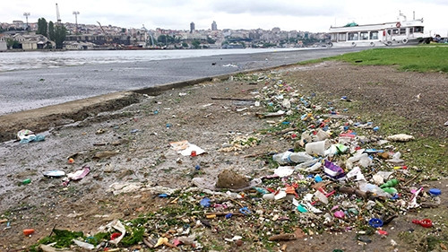 Haliç'i fareler bastı