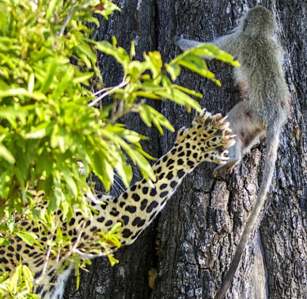 Leoparın intikamı