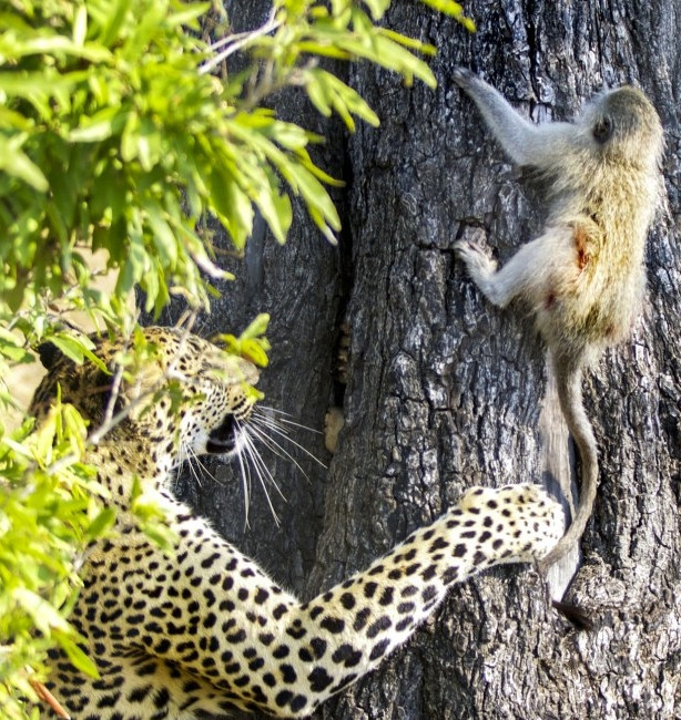 Leoparın intikamı