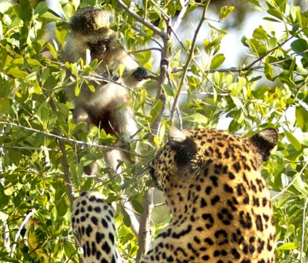 Leoparın intikamı