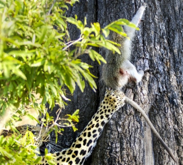 Leoparın intikamı