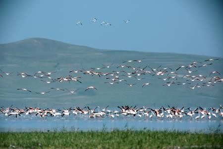 Flamingolar Van Gölü havzasına güzellik kattı