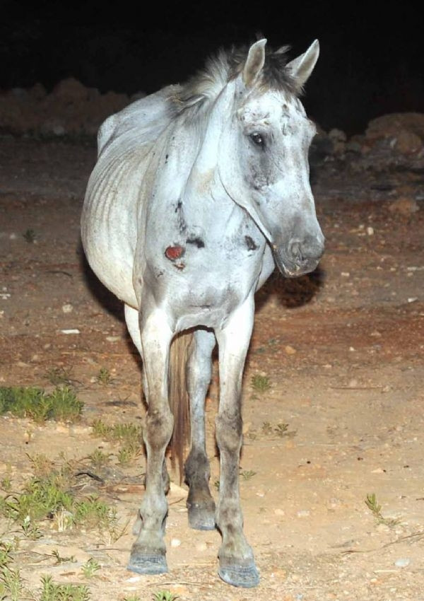 Parkta oynarken at ısırdı