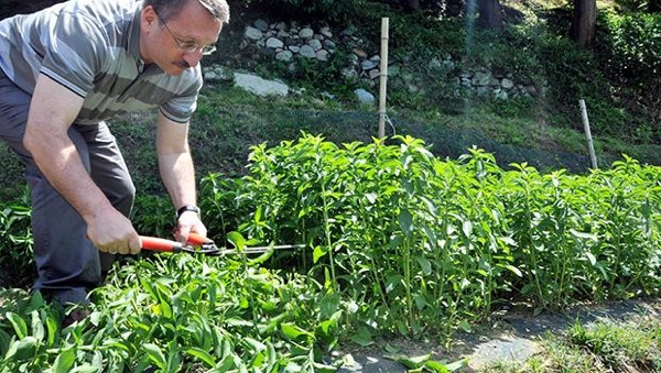 Bu bitkiyle 0 kalorili şeker yapılıyor