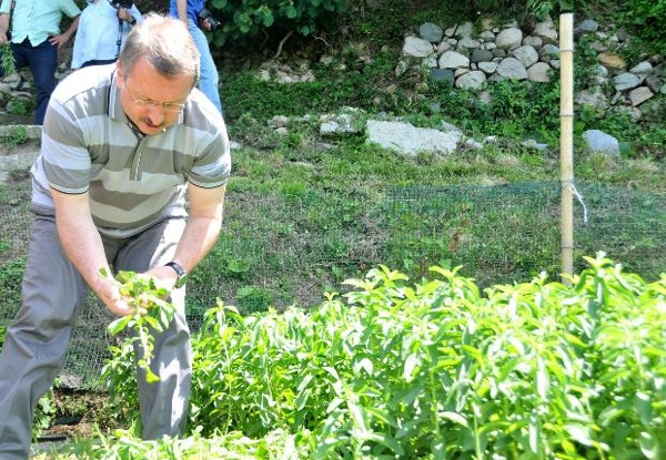 Bu bitkiyle 0 kalorili şeker yapılıyor