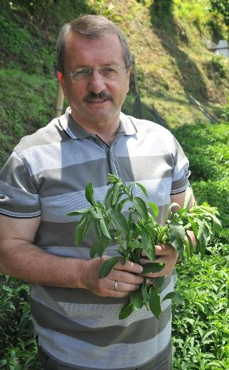 Bu bitkiyle 0 kalorili şeker yapılıyor