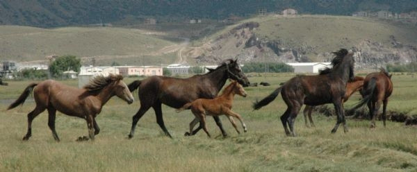 Yılkı at tutkusu