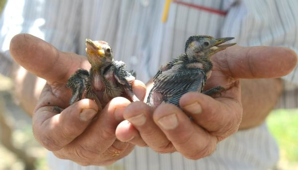 Ağaçkakanları elleriyle besliyor