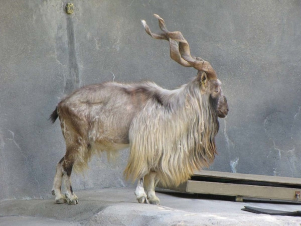 Nesilleri tükeniyor