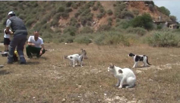 Sivriada'daki kedilerin imdadına yetiştiler