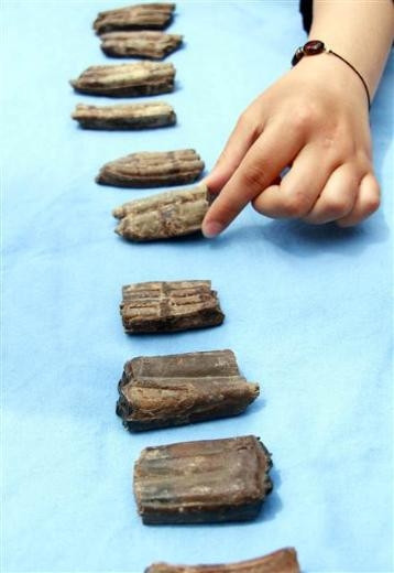 Samsun'da 2 milyon yıllık mamut fosili