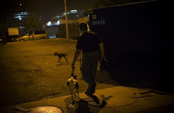 Çözüm köpekler