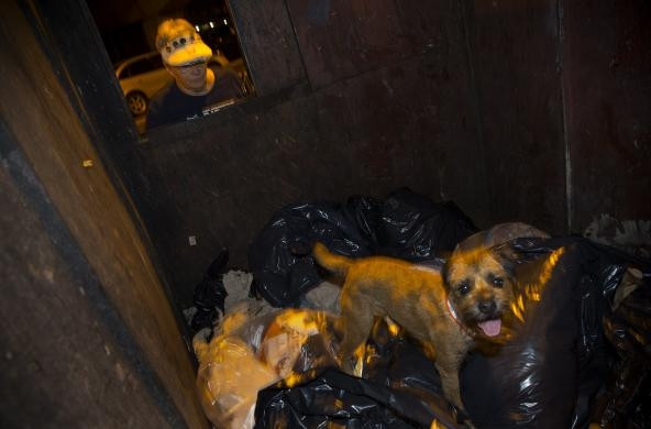 Çözüm köpekler