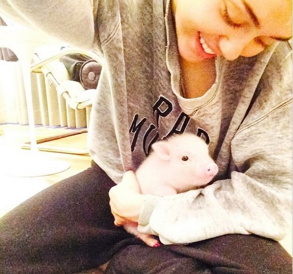 Çılgın şarkıcı Miley Cyrus yavru domuz besliyor