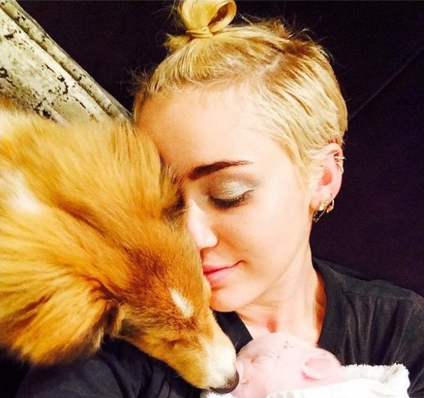 Çılgın şarkıcı Miley Cyrus yavru domuz besliyor