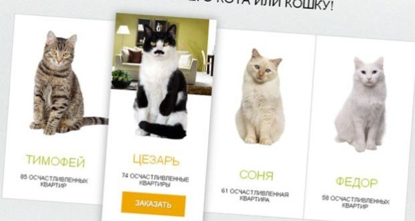 Mortgage alana kedi hediye