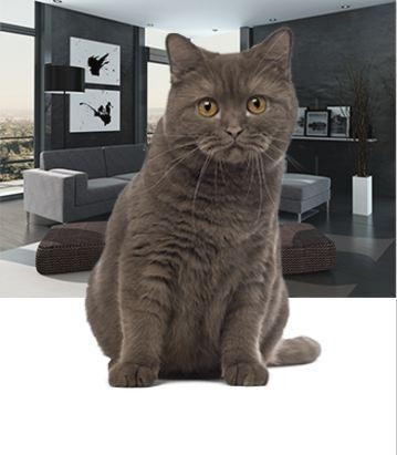 Mortgage alana kedi hediye