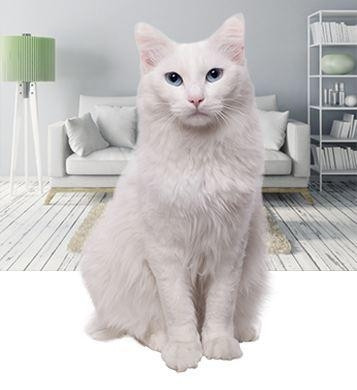 Mortgage alana kedi hediye