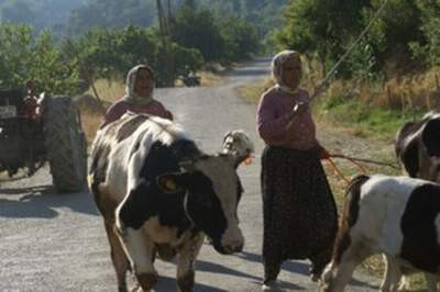 Orman yangını bir köyü yok etti