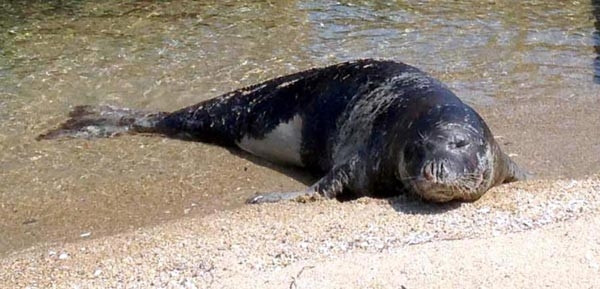 Bodrum'da yeni bir fok görüldü