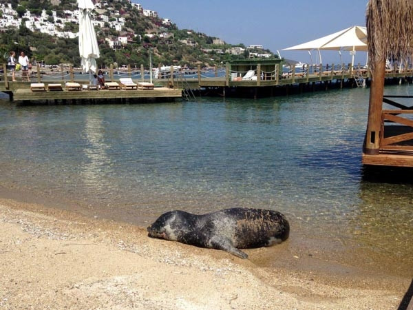 Bodrum'da yeni bir fok görüldü