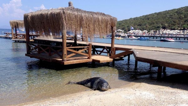 Bodrum'da yeni bir fok görüldü