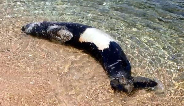 Bodrum'da yeni bir fok görüldü